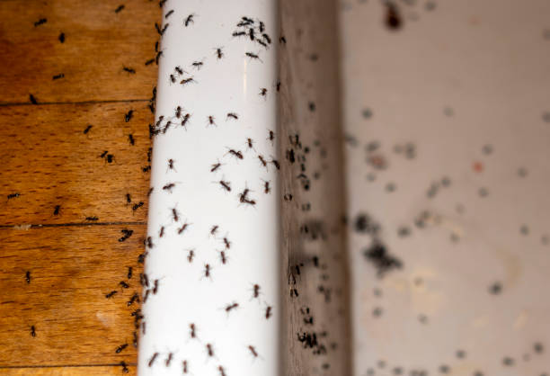 Best Local Pest Control Services  in Creola, AL